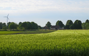 Ein bewachsenes Feld, im Hintergrund ein Windrad